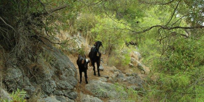 Gedwongen ‘inkeer’ geeft kansen voor (deels) boetevrij blijven 