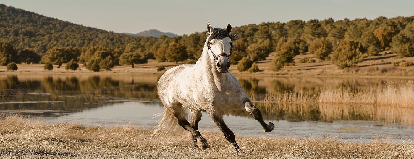 Meer kritiek op 'paardenmiddel' confiscatie van niet-veroordeelden 